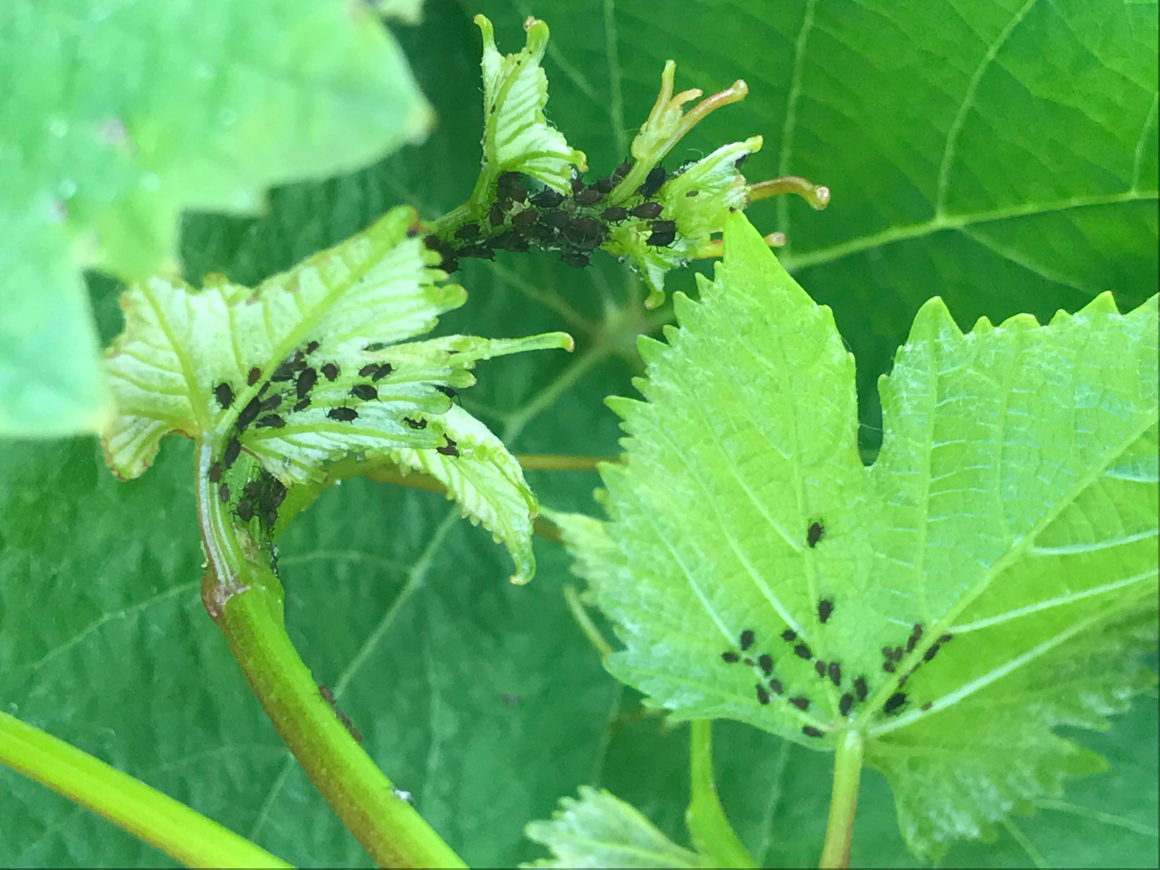 Aphids feeding on shoot tip